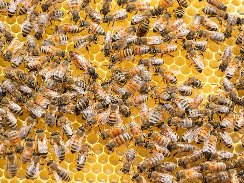 Bees covering honeycomb